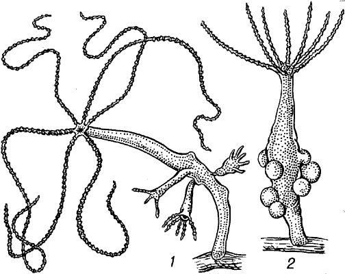 Kraken 18at
