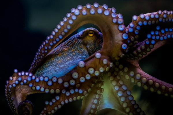 Kraken com зеркало