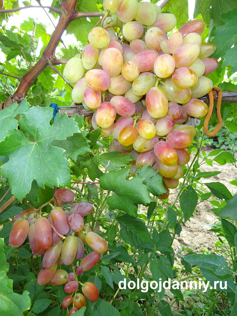 Где купить наркотиков