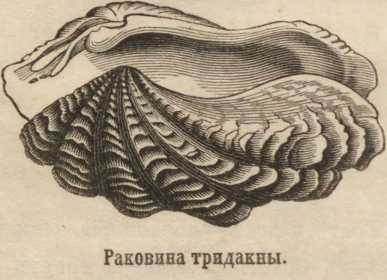 Кракен драг